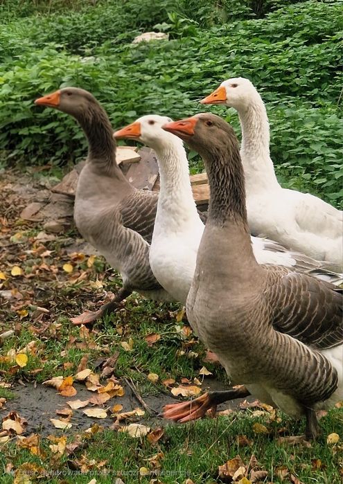 Sprzedam gęsi tegoroczne- nie zabijam