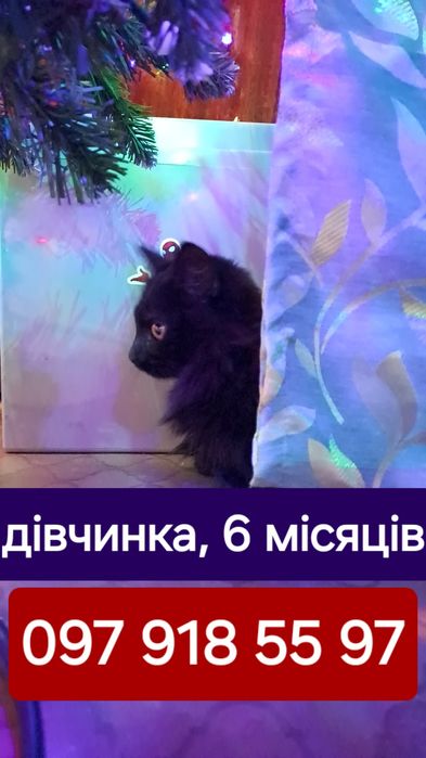 У добрі руки кошеня дівчинка