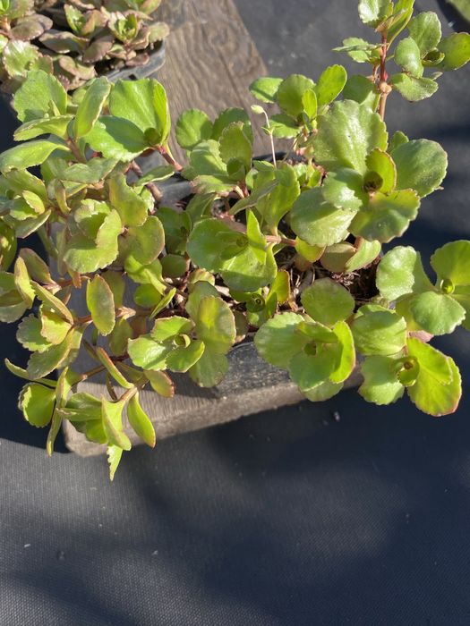 Очитки (седуми).