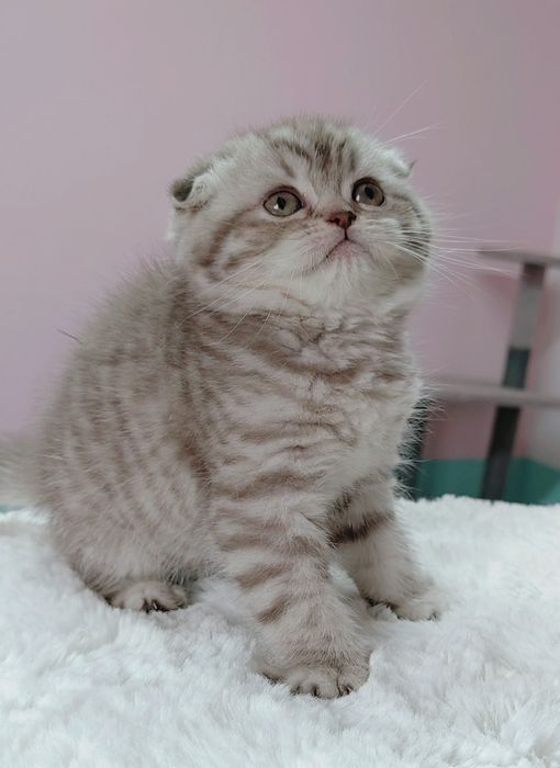 Menina scottish fold silver tabby chocolate