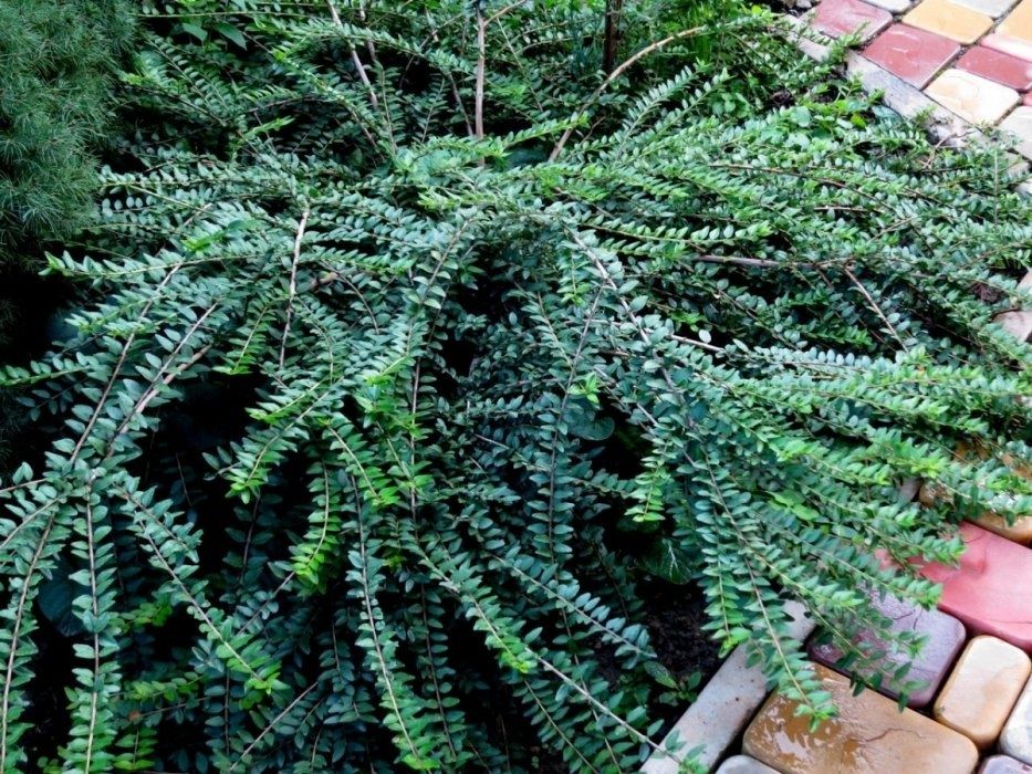 Жимолость шапочна - вічнозелений кущик