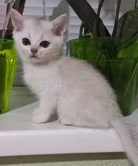 Белоснежный котёнок. Зеленоглазый шолтандец