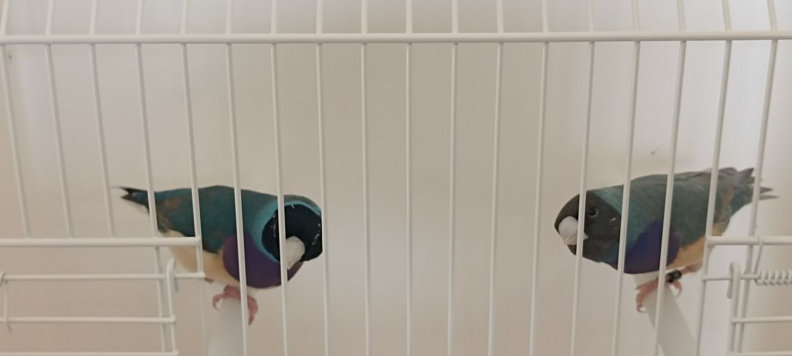 Diamante gould e exóticos
