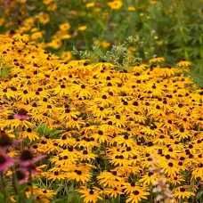 Rudbekia owłosiona, zestaw 2 doniczek P9