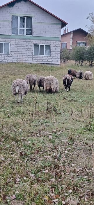 Стадо овець с.Тарасовка