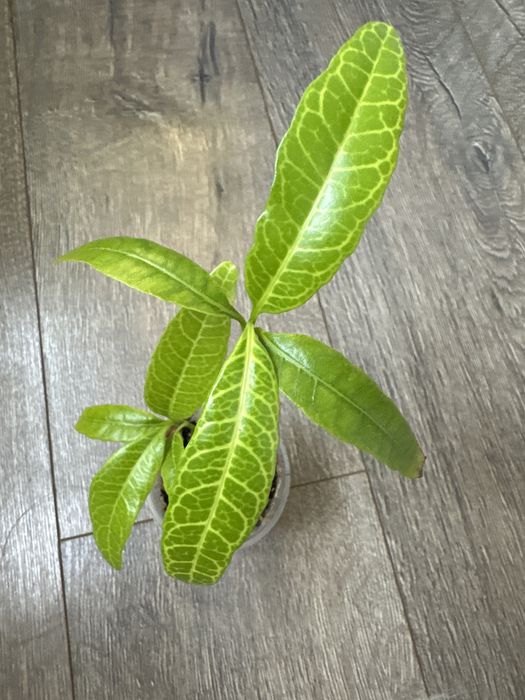 псевдоэрантемум сетчатый