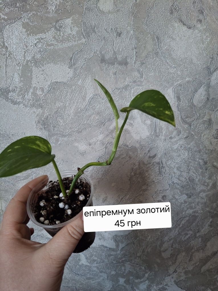 Філодендрон, епіпремнум, сингоніум