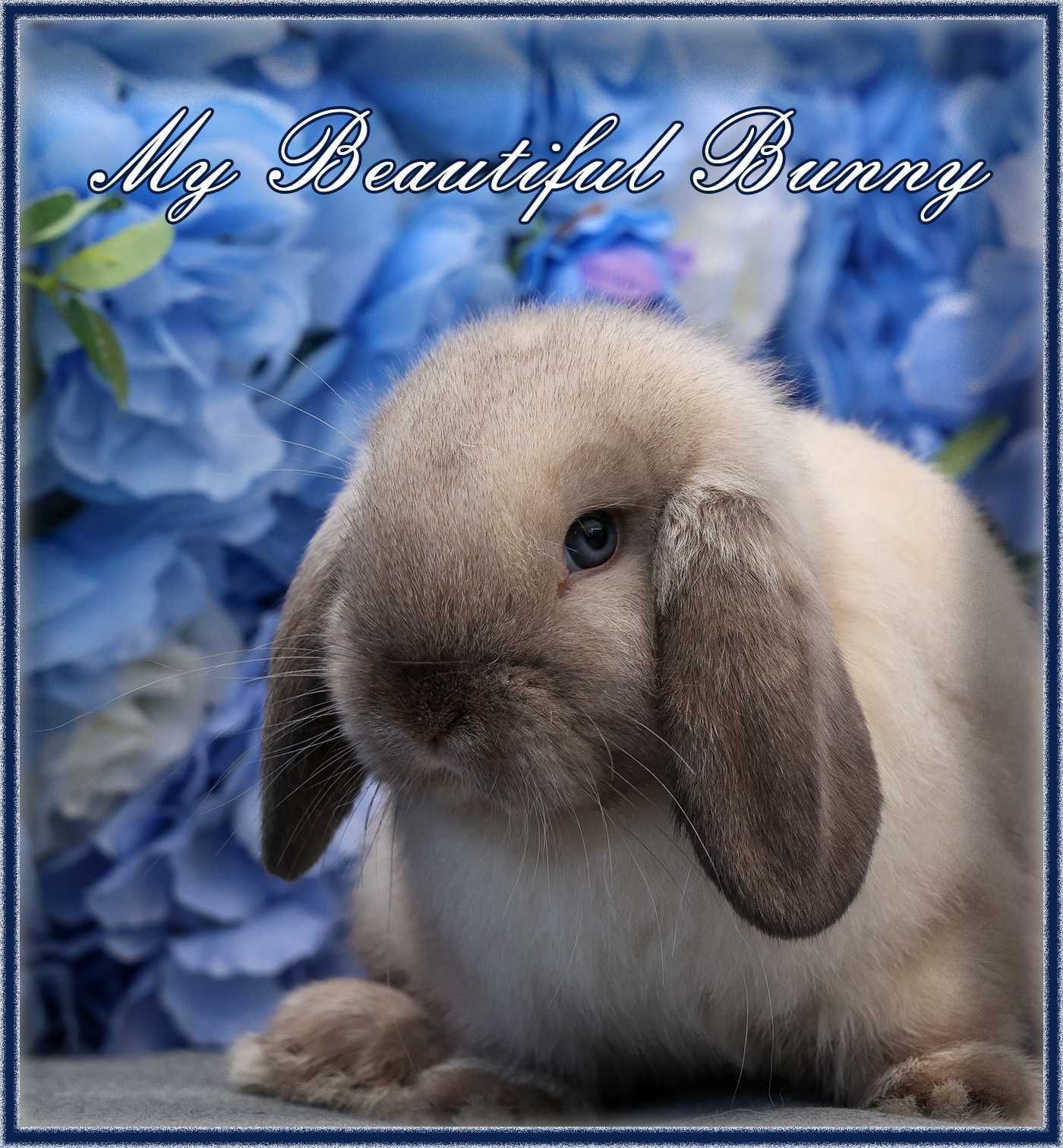 Młody Królik 100% Mini Lop - Seal Point