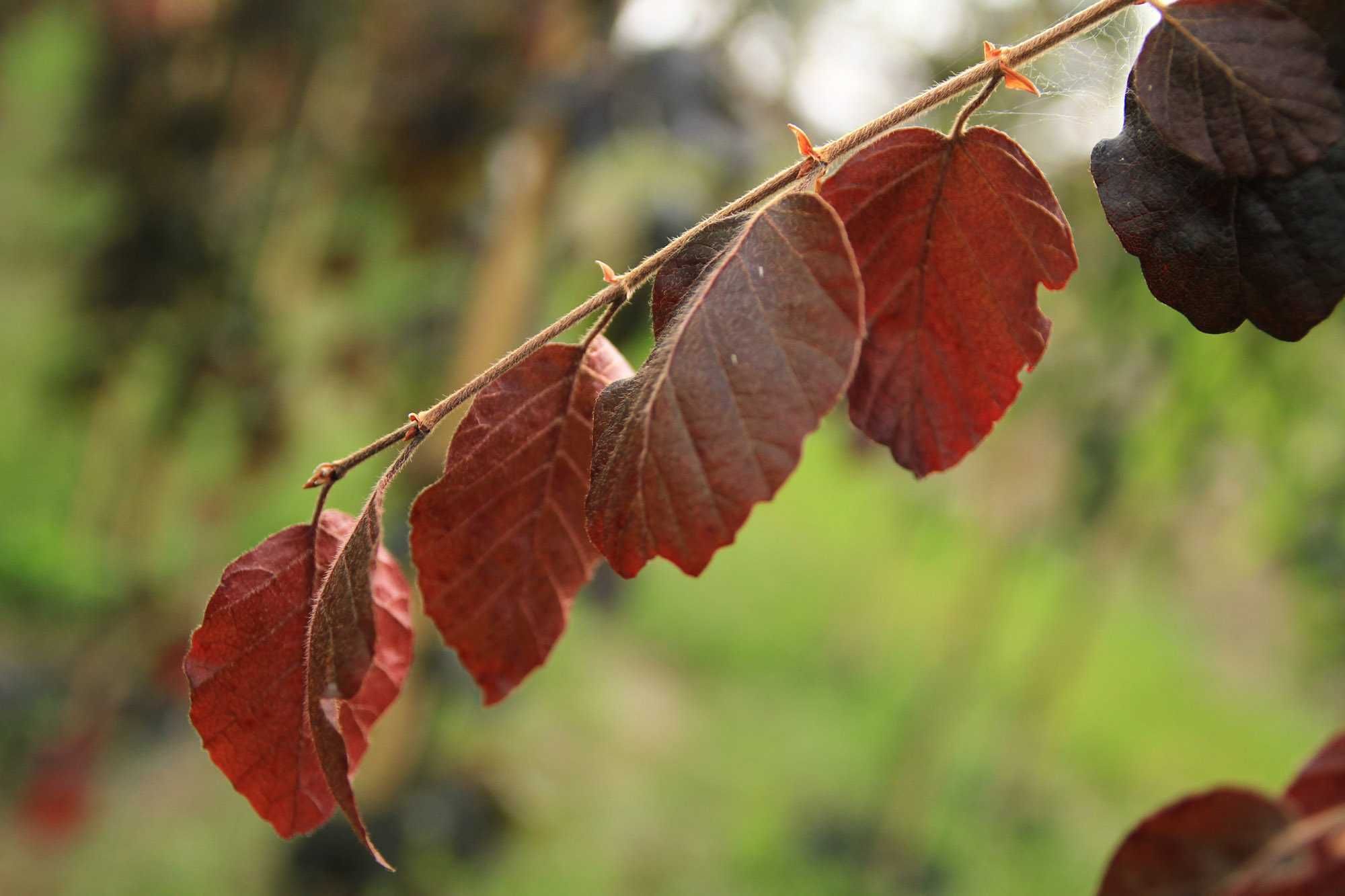 Buk kolumnowy Dawyck Gold, Purple Fontain, Purpurea Pendula, Rohan