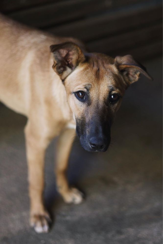 Bennie - cachorro para adoção
