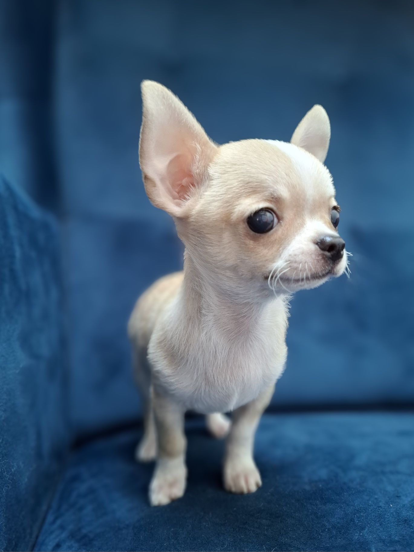 CHIHUAHUA piękny piesek