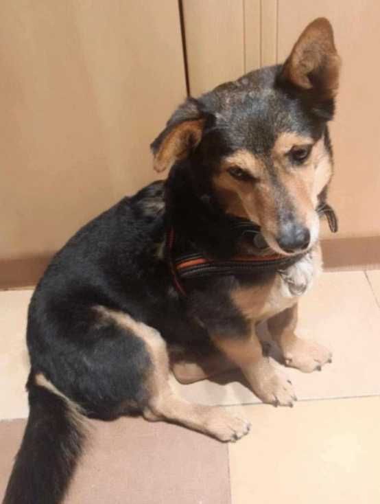 Zuza- mała (9kg), KOTOLUBNA, inteligentna suczka-dowóz w Polsce