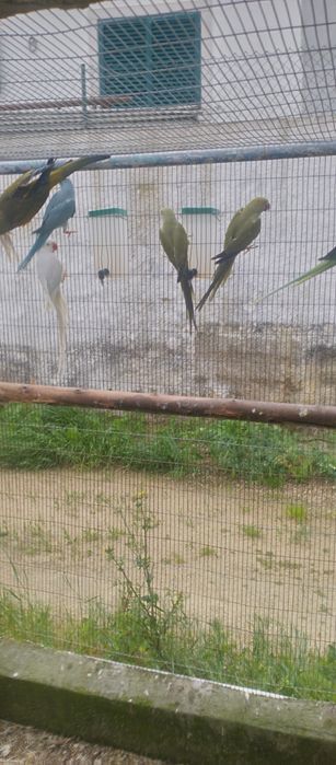 Ringnecks vários