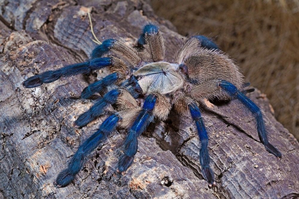 Паук самка Monocentropus balfouri 
Самка

Голубой птицеед Monocentropu