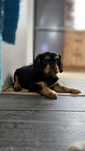 Cavalier King Charles Spaniel suczka