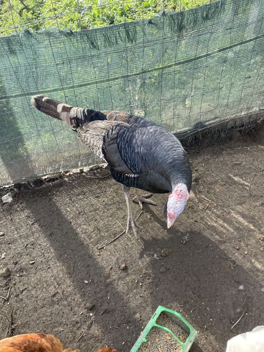 Peru macho para despachar