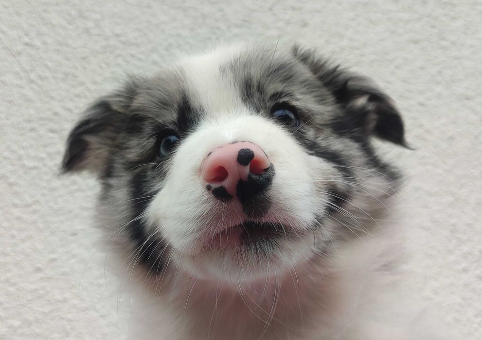 Szczenię BORDER COLLIE z Hodowli - Rasowy pies z pełną dok.