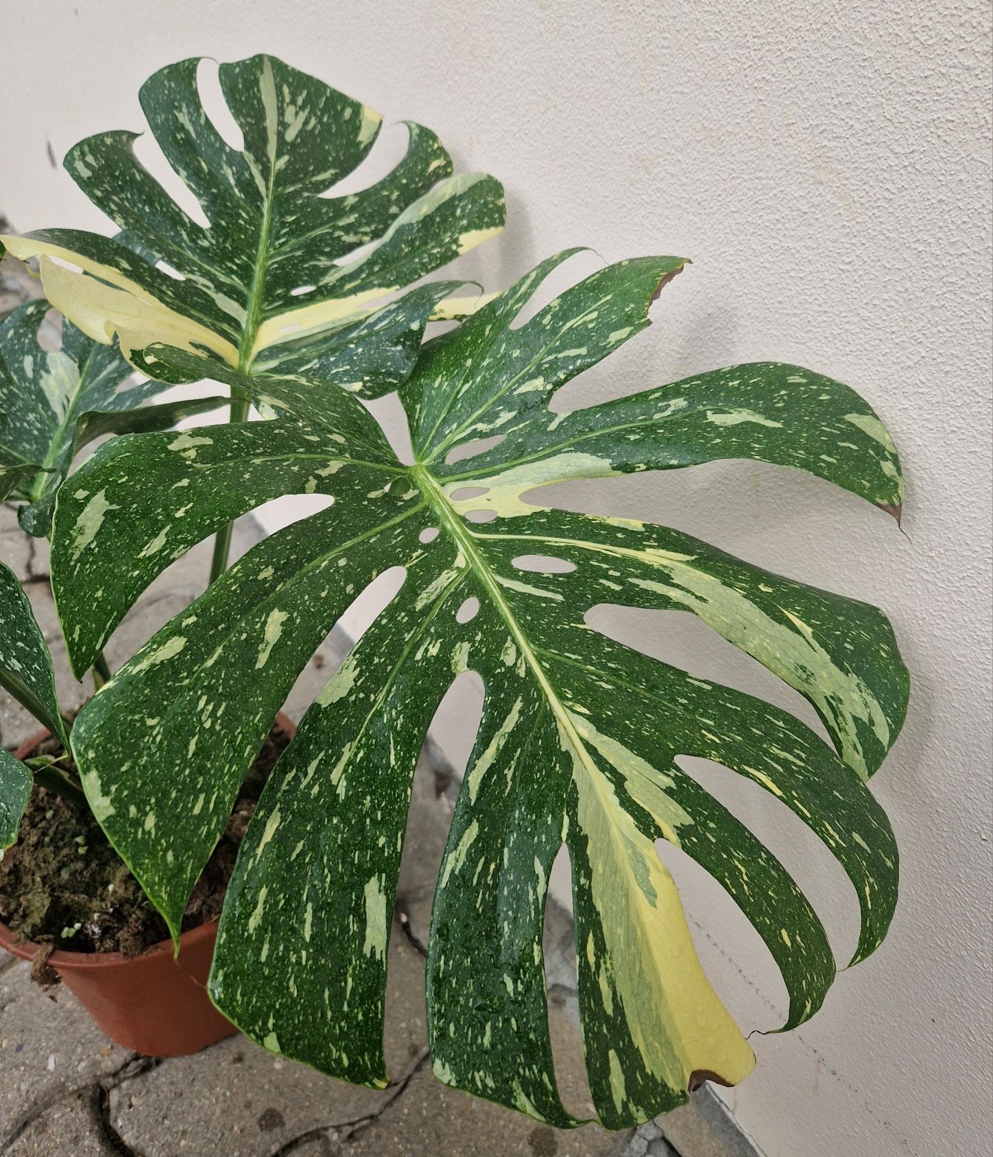 Monstera Thai Constellation