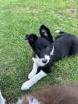Suczka Border Collie - Rodowód - Gotowa do odbioru