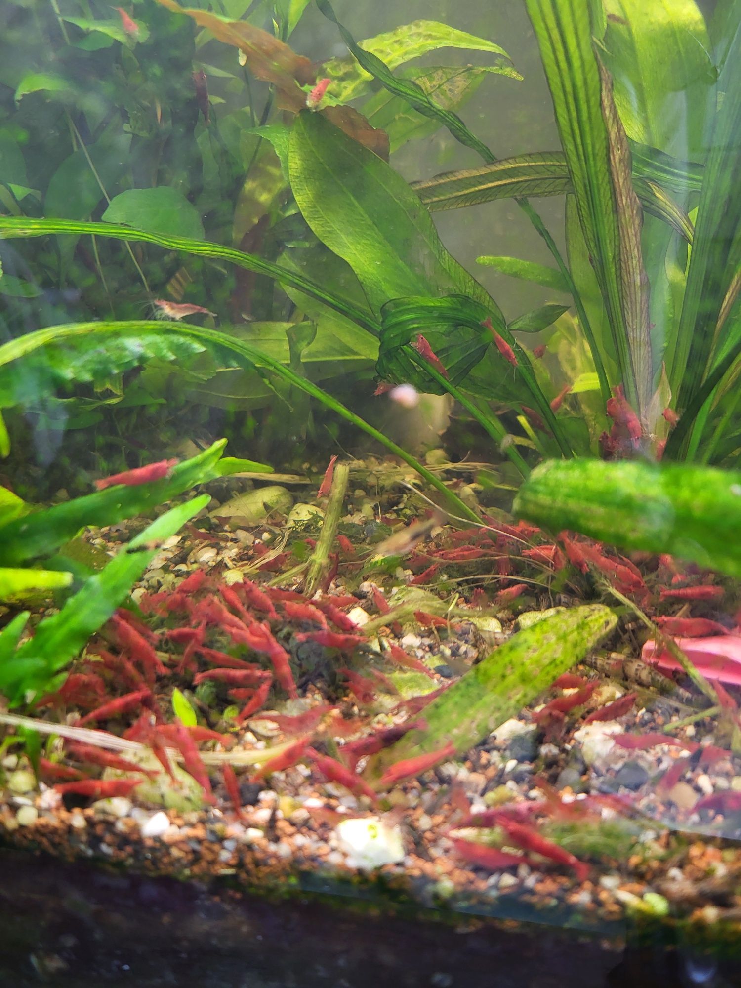 Krewetki red scherry.