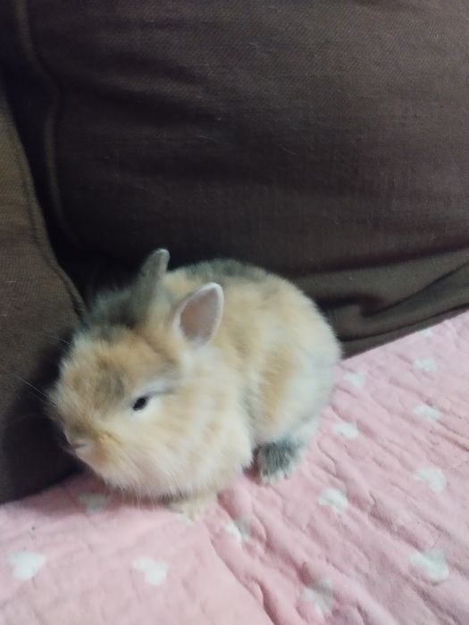 Lindos coelhinhos anois