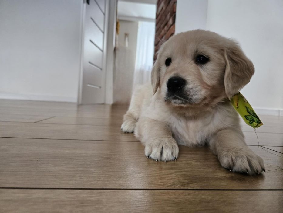 Golden retriever piesek z rodowodem