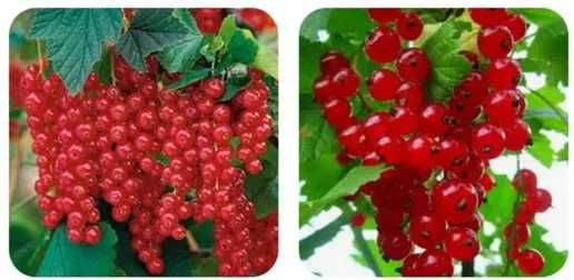 Малина, ожина, смородина, виноград,  агрус, дерен (заморожені)