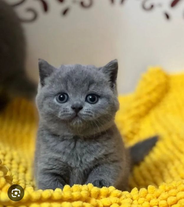 Шотландские котята вислоухие прямоухие котятки кот кошка котенок фолд