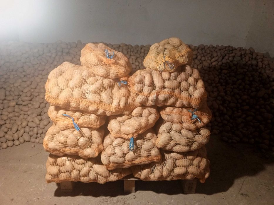 Ziemniaki jadalne Queen Anna