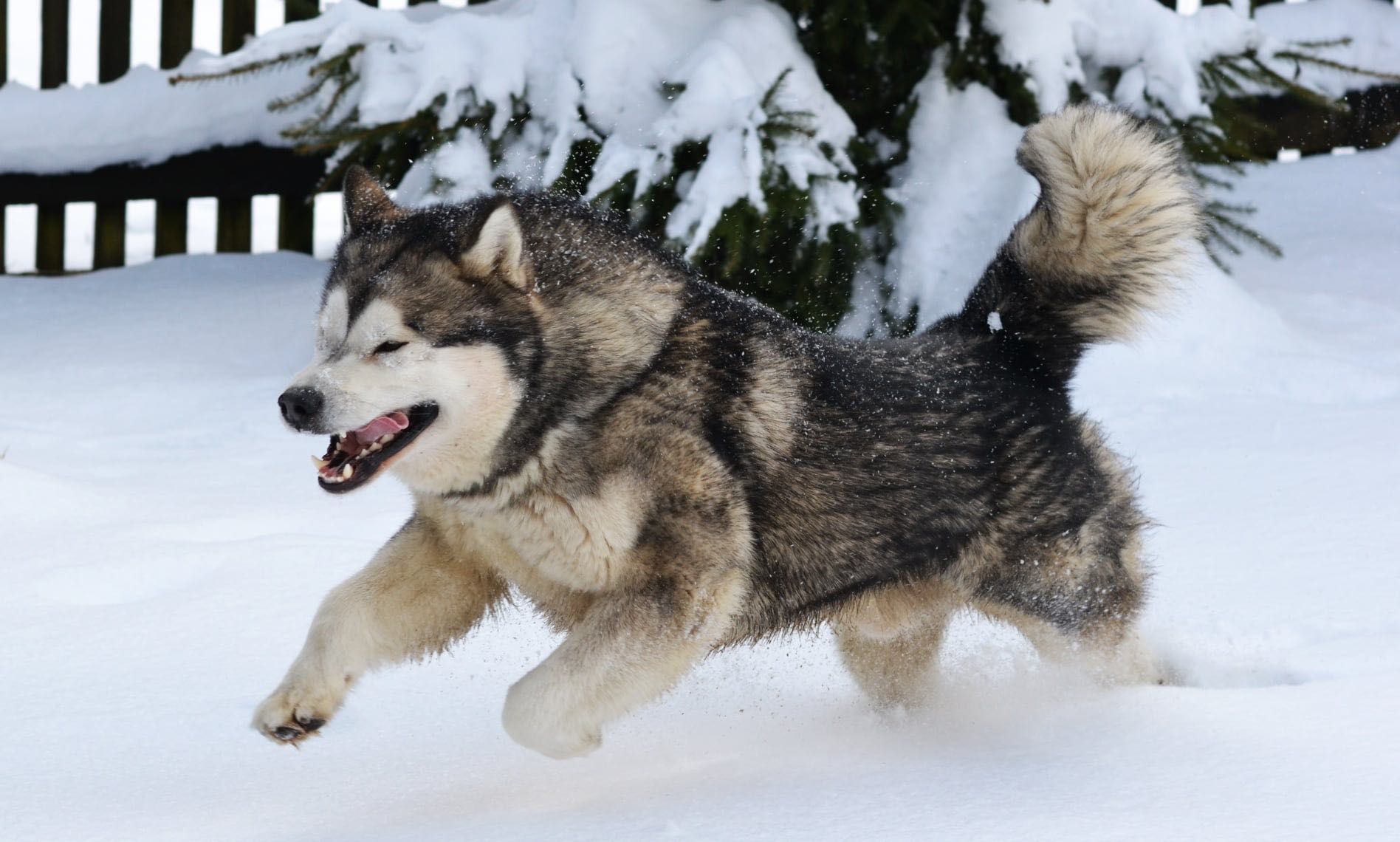 Alaskan Malamute zapowiedź miotu