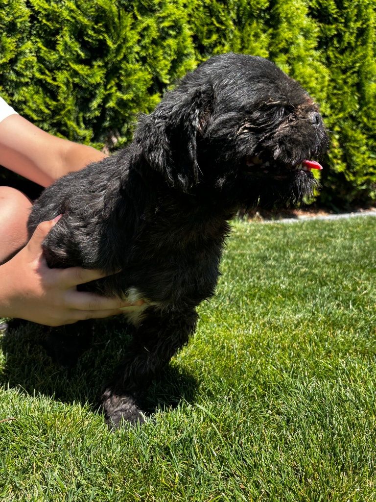 Shih tzu pies reproduktor