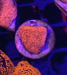 73 Montipora Neon Rose Obrastająca Łatwy i piękny koral SPS
