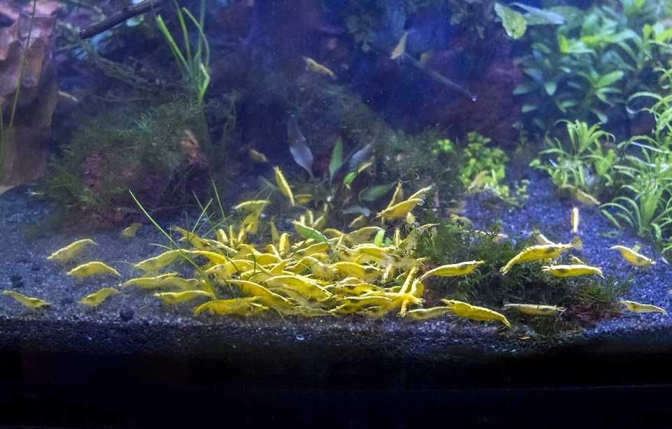 Piękne Gupiki Metal Red Nebula para krewetki zółte Yellow Neon 5 szt