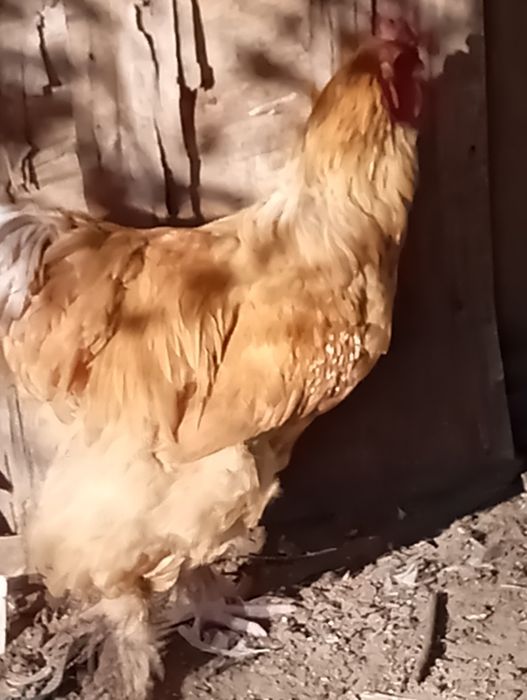 Sprzedam koguty Brahmy i pawlowskie
