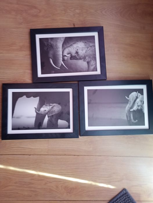 Fotografie słoni obraz