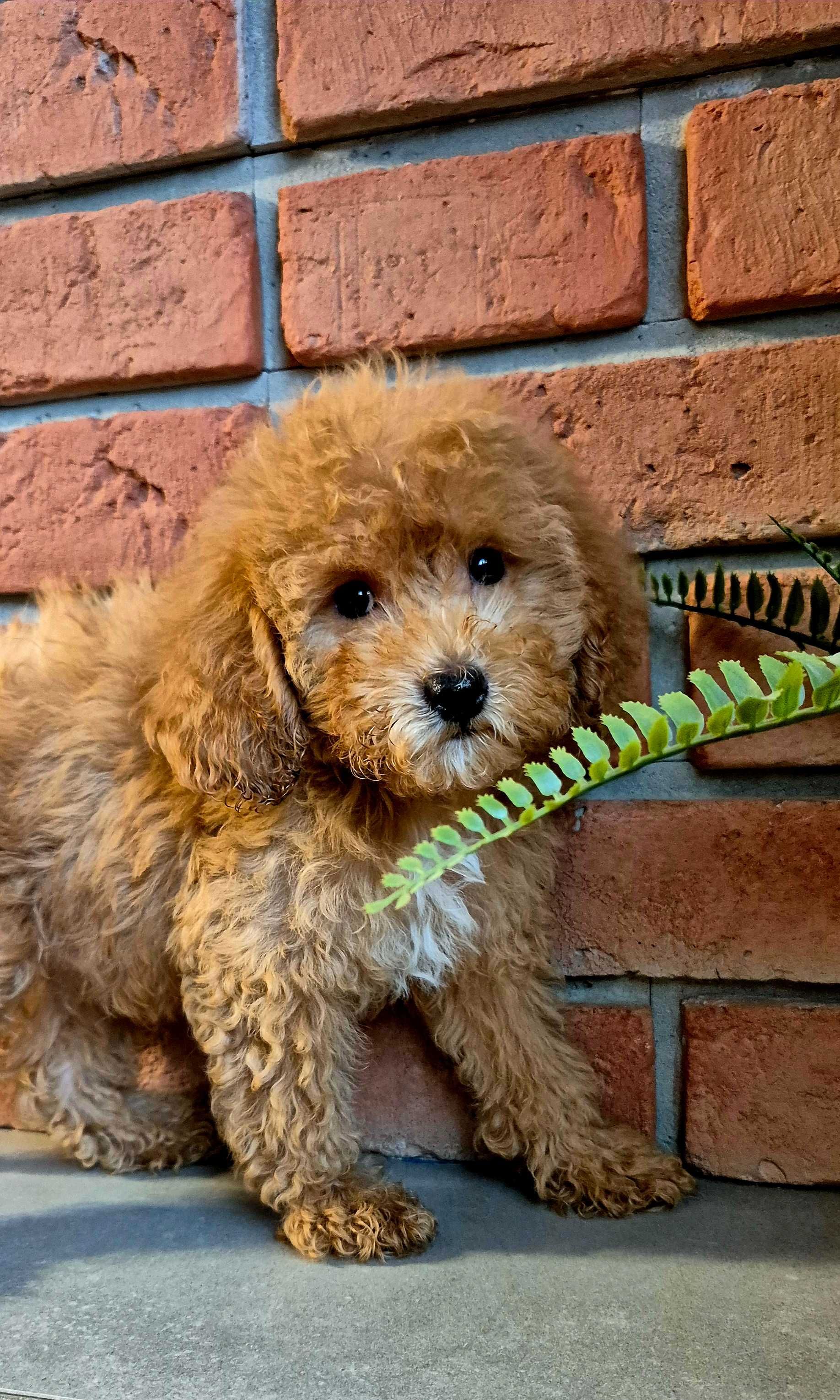 Cockapoo f1b miziasty Chlopczyk do odbioru