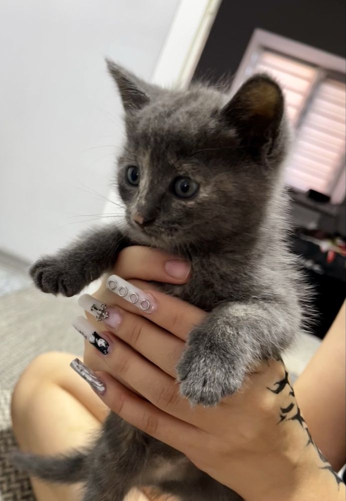 Отдаем котят в добрые руки!