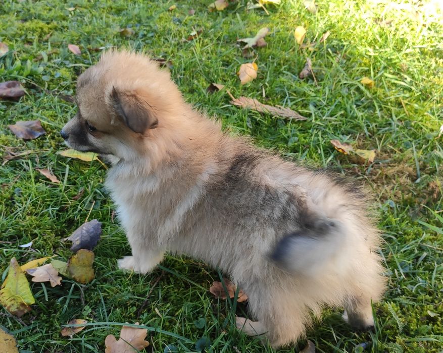 Szpic średni suczka