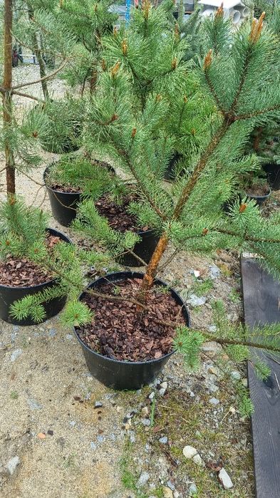 Sosna pospolita zwyczajna