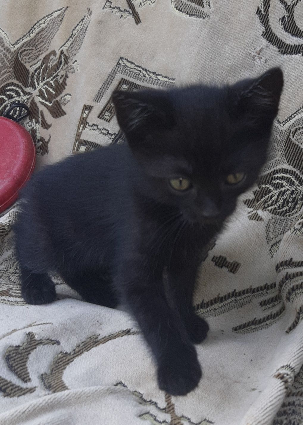 Котик в добрі руки