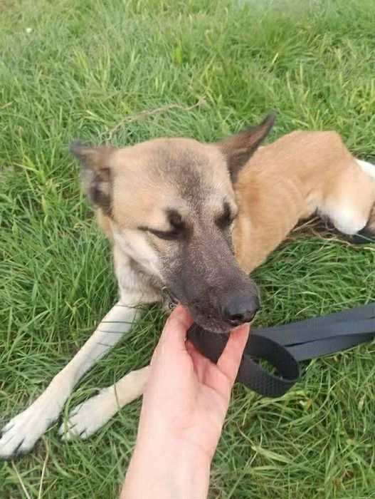 Oddam za darmo, do adopcji- Śliczna Funia szuka domu