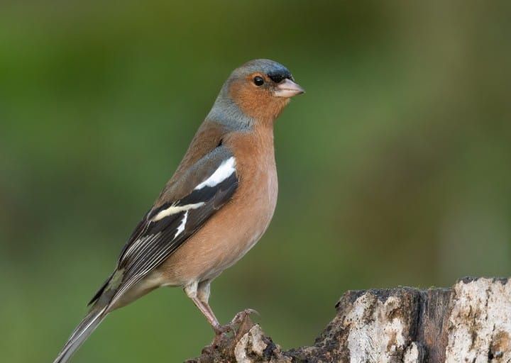 Tentilhões e verdelhões