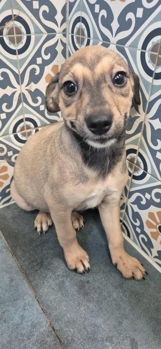 Szczenięta do odppowiedzialnej adopcji