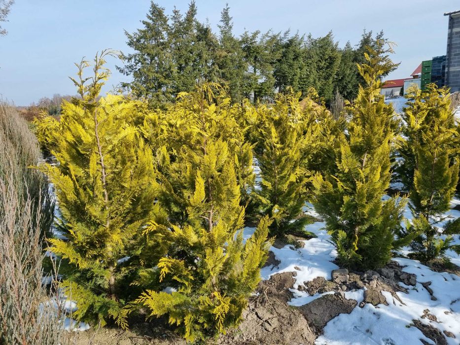 Cyprysik Lawsona „Ivonne” 160cm, cyprys lawsone ivone, tuja lawsona