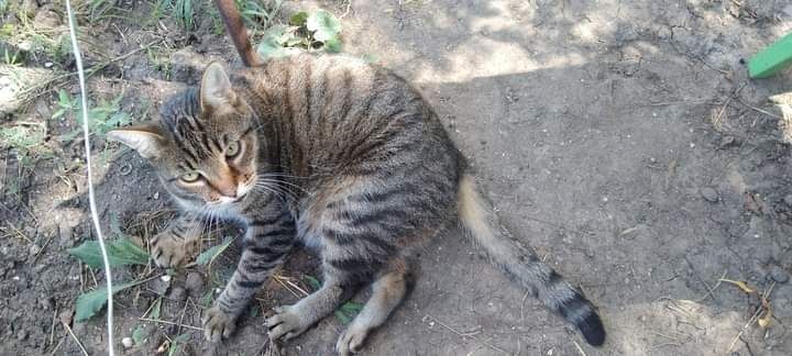 Котик шукає родину