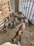 Cabras e chibos a venda