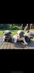 Buldog francuski blue