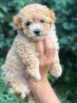 Maltipoo F1 cudny piesek