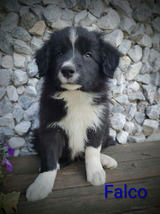 Border collie cudowny piesek przebadani rodzice do odbioru