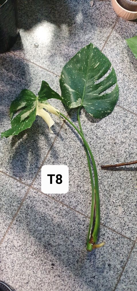 Monstera deliciosa Thai Constellation [T8]